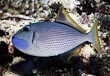 Blue Throat Trigger Fish